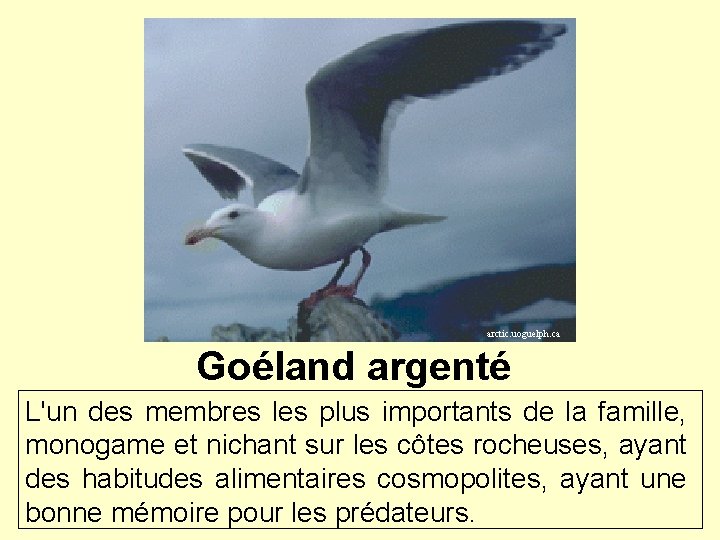 arctic. uoguelph. ca Goéland argenté L'un des membres les plus importants de la famille,