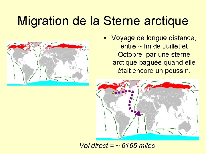 Migration de la Sterne arctique • Voyage de longue distance, entre ~ fin de