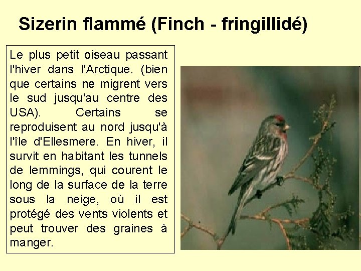 Sizerin flammé (Finch - fringillidé) Le plus petit oiseau passant l'hiver dans l'Arctique. (bien