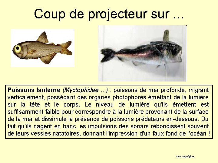Coup de projecteur sur. . . Poissons lanterne (Myctophidae. . . ) : poissons