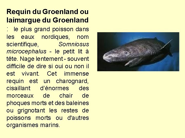 Requin du Groenland ou laimargue du Groenland : le plus grand poisson dans les