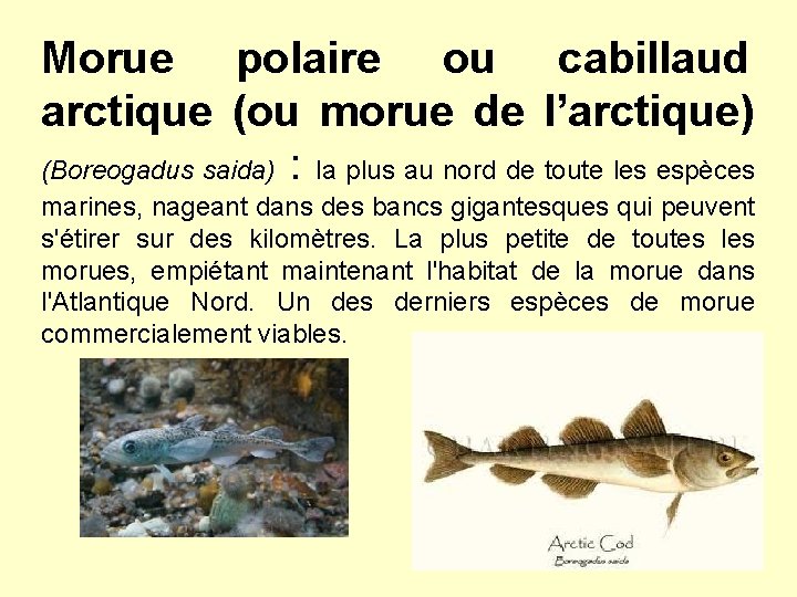 Morue polaire ou cabillaud arctique (ou morue de l’arctique) (Boreogadus saida) : la plus