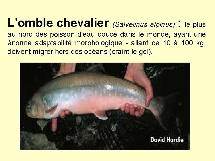 L'omble chevalier : (Salvelinus alpinus) le plus au nord des poisson d'eau douce dans