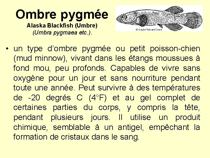 Ombre pygmée Alaska Blackfish (Umbre) (Umbra pygmaea etc. ). • un type d’ombre pygmée