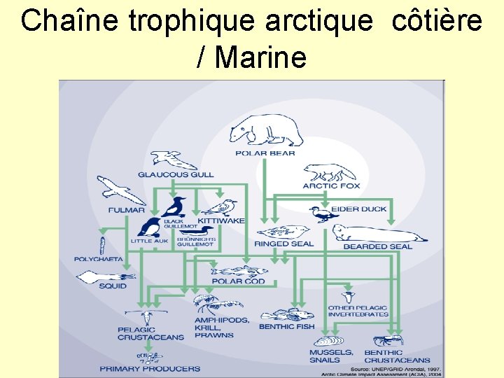 Chaîne trophique arctique côtière / Marine 