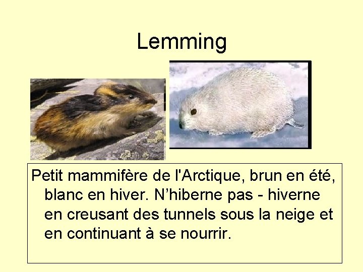 Lemming Petit mammifère de l'Arctique, brun en été, blanc en hiver. N’hiberne pas -