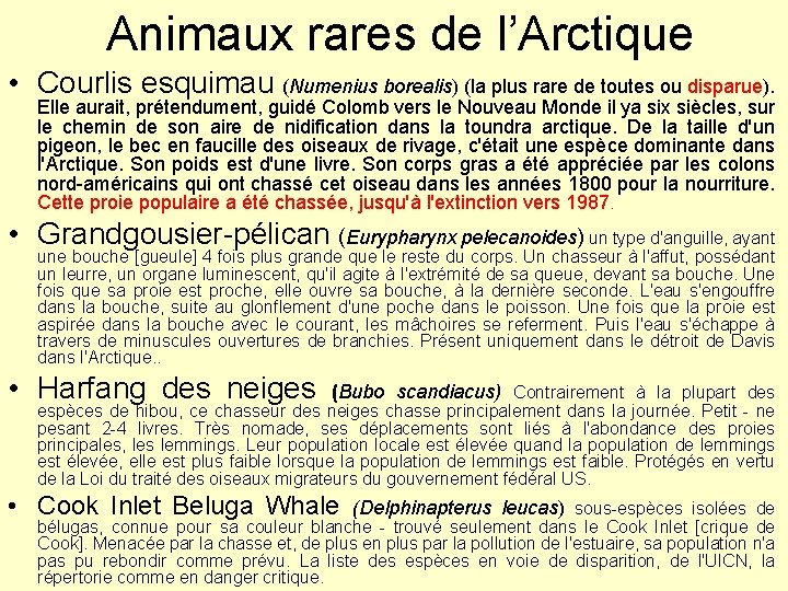 Animaux rares de l’Arctique • Courlis esquimau (Numenius borealis) (la plus rare de toutes