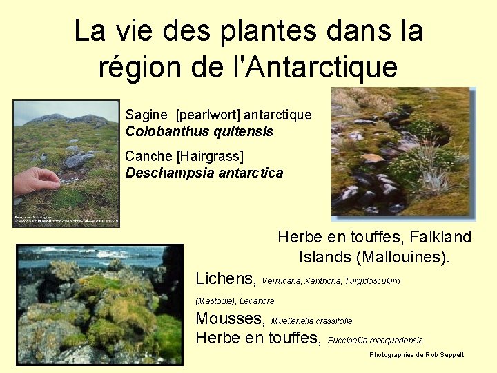 La vie des plantes dans la région de l'Antarctique Sagine [pearlwort] antarctique Colobanthus quitensis