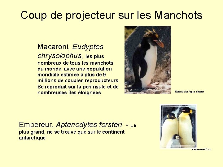 Coup de projecteur sur les Manchots Macaroni, Eudyptes chrysolophus, les plus nombreux de tous