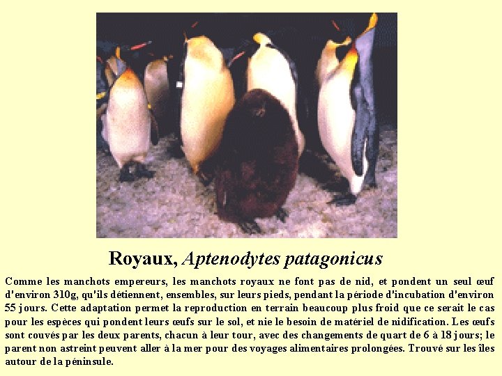Royaux, Aptenodytes patagonicus Comme les manchots empereurs, les manchots royaux ne font pas de