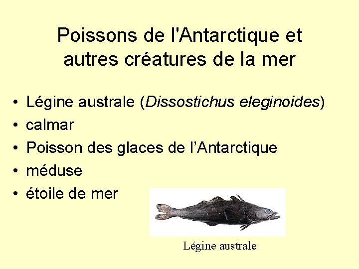 Poissons de l'Antarctique et autres créatures de la mer • • • Légine australe