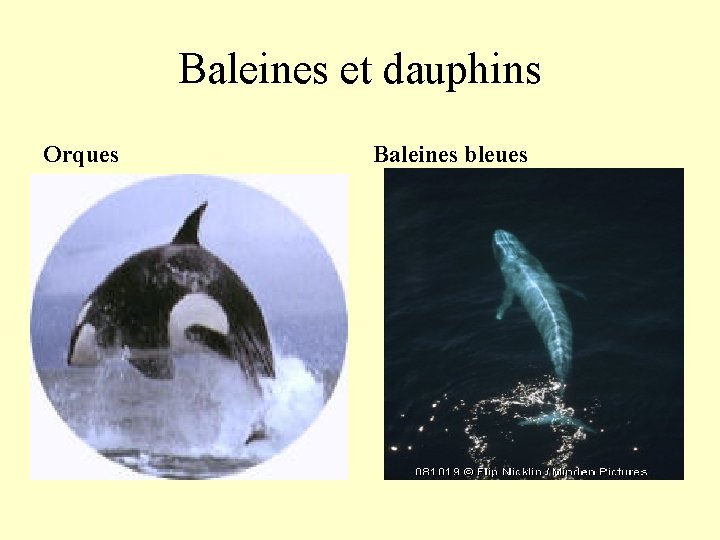Baleines et dauphins Orques Baleines bleues 