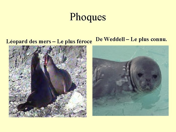 Phoques Léopard des mers – Le plus féroce De Weddell – Le plus connu.