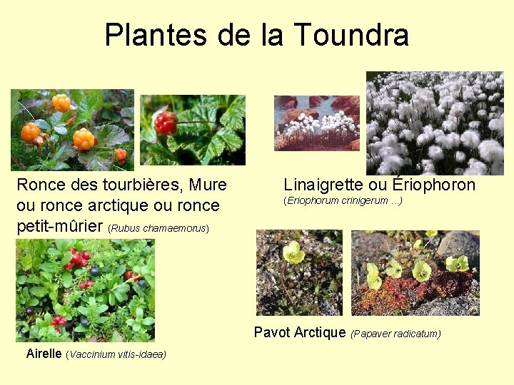 Plantes de la Toundra Ronce des tourbières, Mure ou ronce arctique ou ronce petit-mûrier
