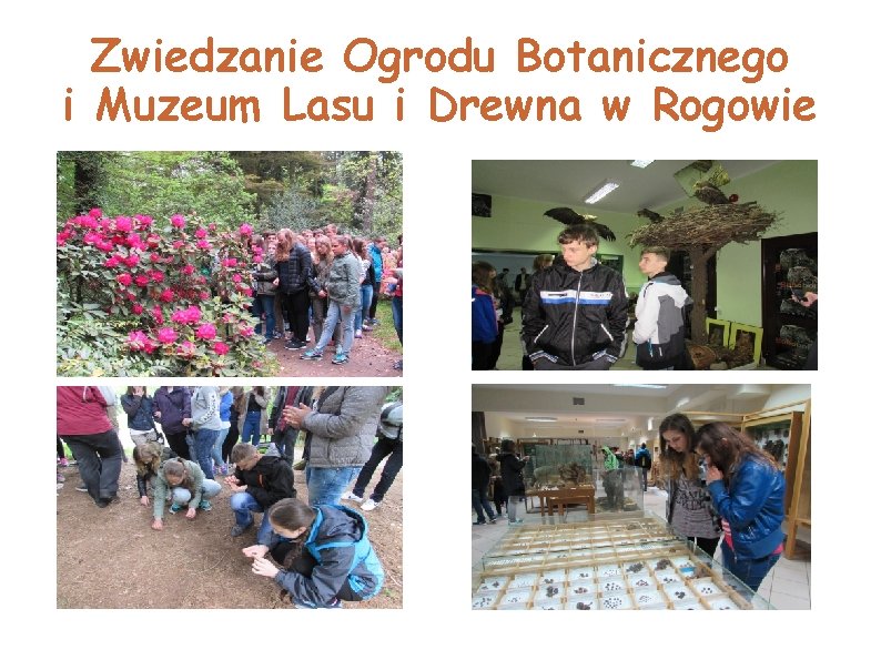 Zwiedzanie Ogrodu Botanicznego i Muzeum Lasu i Drewna w Rogowie 
