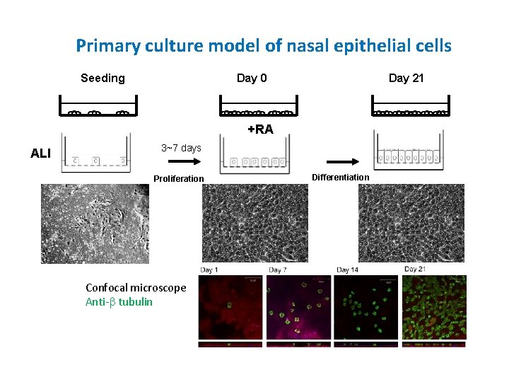 Primary culture model of nasal epithelial cells Seeding Day 0 Day 21 +RA ALI