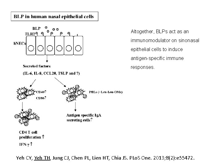 Altogether, BLPs act as an immunomodulator on sinonasal epithelial cells to induce antigen-specific immune