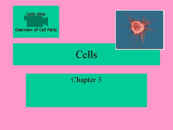 Cells Alive Overview of Cell Parts Cells Chapter 3 