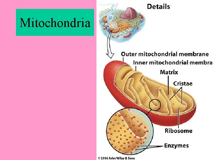 Mitochondria 