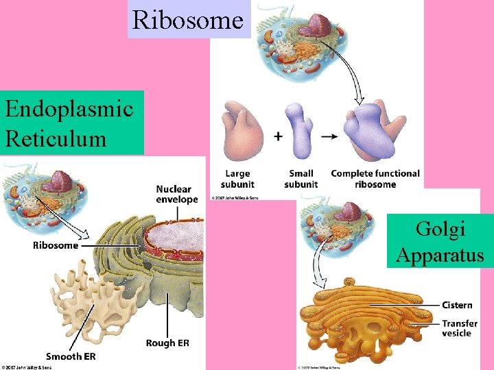 Ribosome Endoplasmic Reticulum Golgi Apparatus 
