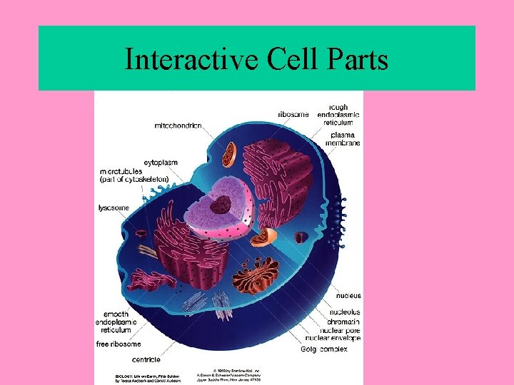 Interactive Cell Parts 