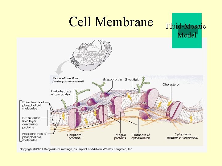 Cell Membrane Fluid-Mosaic Model 