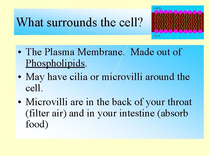 What surrounds the cell? • The Plasma Membrane. Made out of Phospholipids. • May