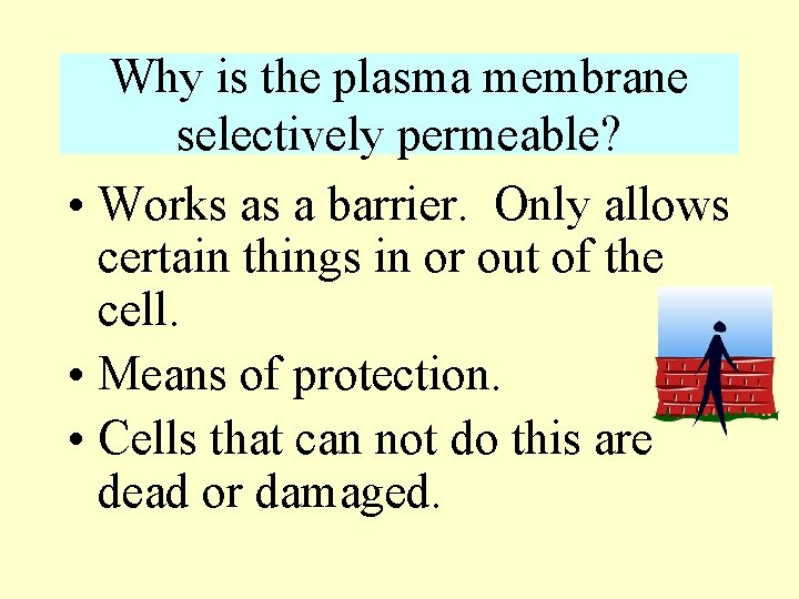 Why is the plasma membrane selectively permeable? • Works as a barrier. Only allows