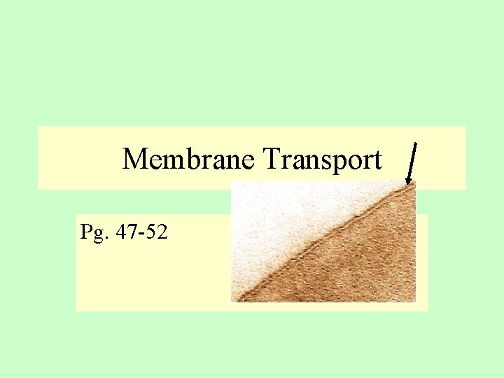 Membrane Transport Pg. 47 -52 