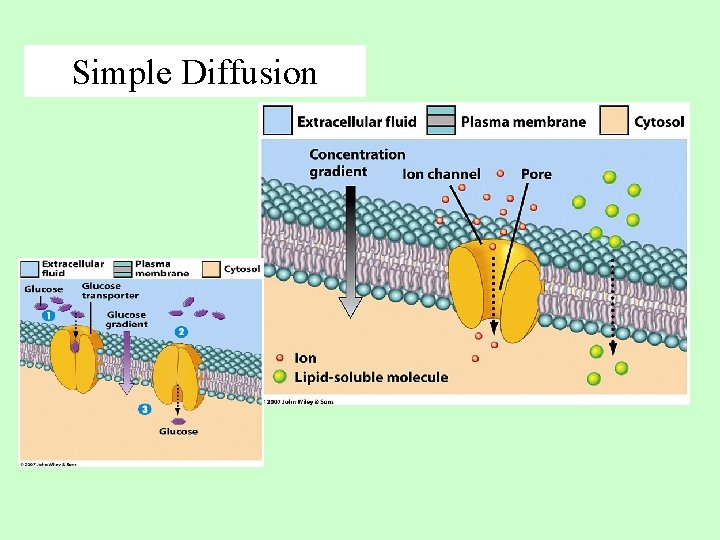 Simple Diffusion 