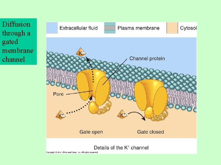 Diffusion through a gated membrane channel 