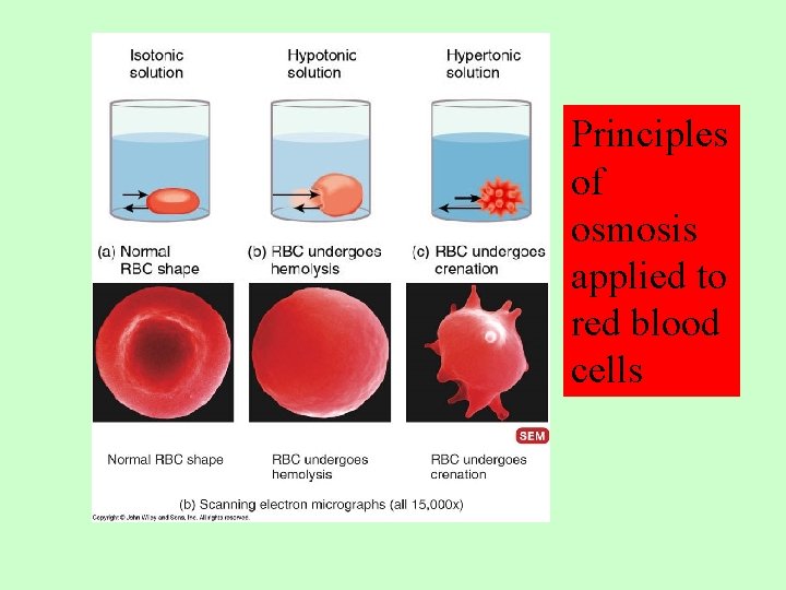 Principles of osmosis applied to red blood cells 