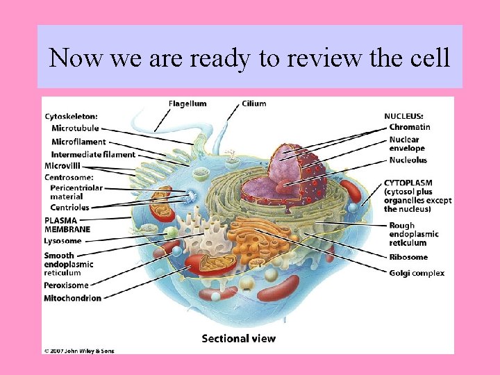 Now we are ready to review the cell 