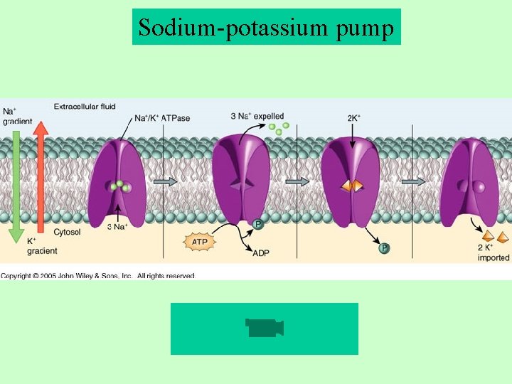 Sodium-potassium pump 