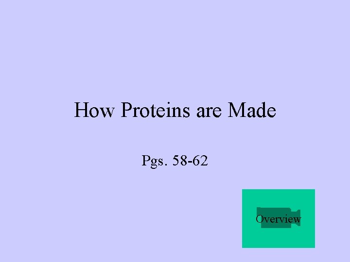 How Proteins are Made Pgs. 58 -62 Overview 