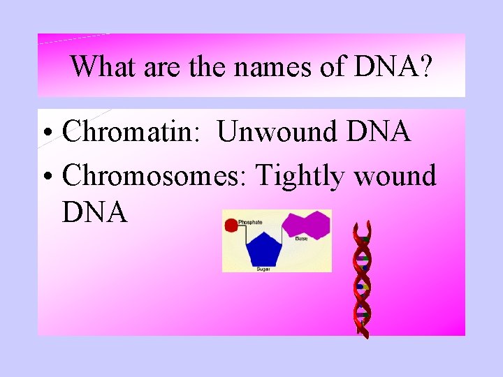 What are the names of DNA? • Chromatin: Unwound DNA • Chromosomes: Tightly wound