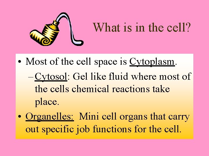 What is in the cell? • Most of the cell space is Cytoplasm. –