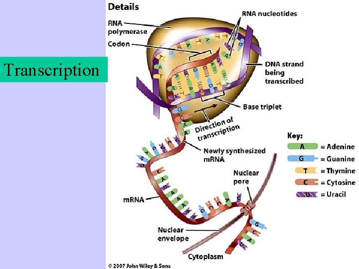 Transcription 