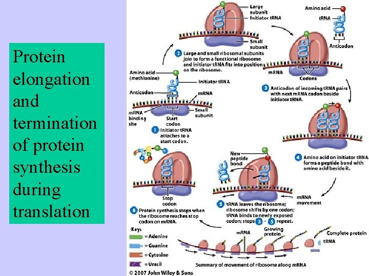 Protein elongation and termination of protein synthesis during translation 