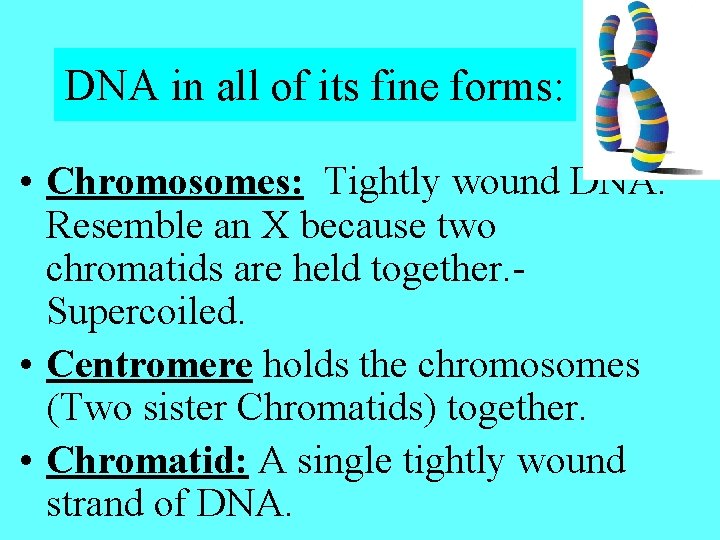DNA in all of its fine forms: • Chromosomes: Tightly wound DNA. Resemble an