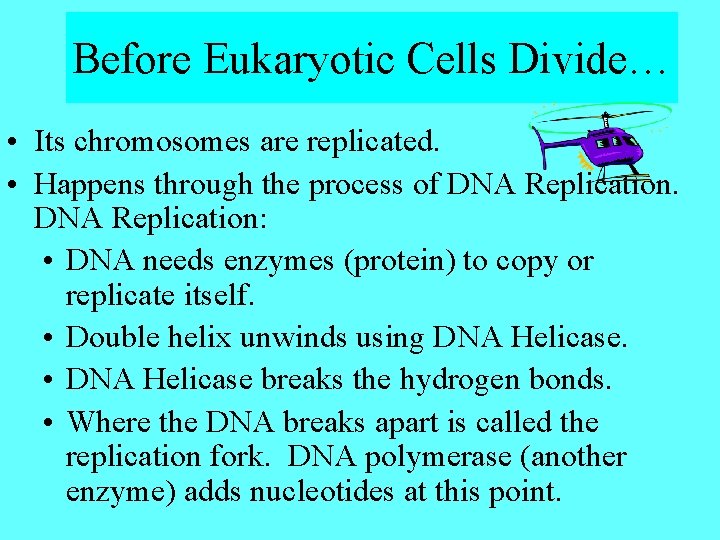 Before Eukaryotic Cells Divide… • Its chromosomes are replicated. • Happens through the process