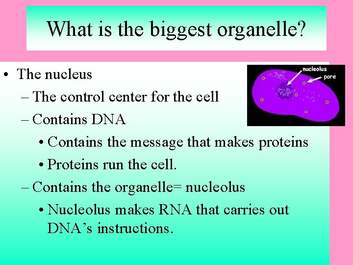 What is the biggest organelle? • The nucleus – The control center for the