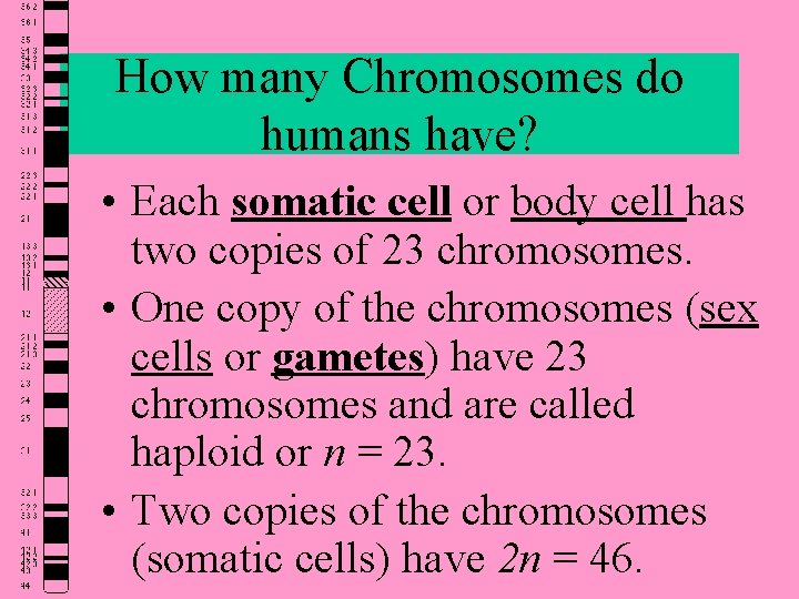 How many Chromosomes do humans have? • Each somatic cell or body cell has