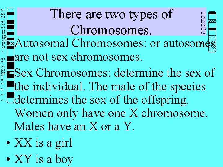 There are two types of Chromosomes. • Autosomal Chromosomes: or autosomes are not sex