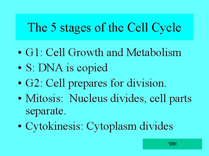 The 5 stages of the Cell Cycle • • G 1: Cell Growth and