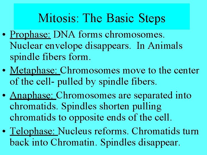 Mitosis: The Basic Steps • Prophase: DNA forms chromosomes. Nuclear envelope disappears. In Animals