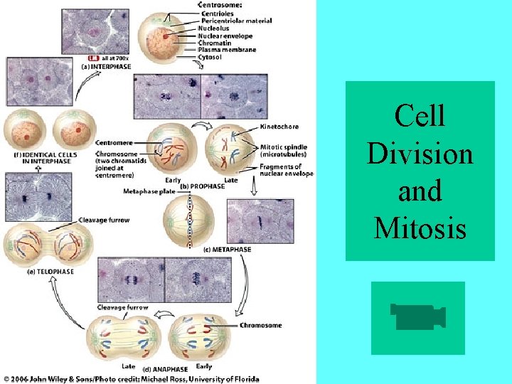 Cell Division and Mitosis 