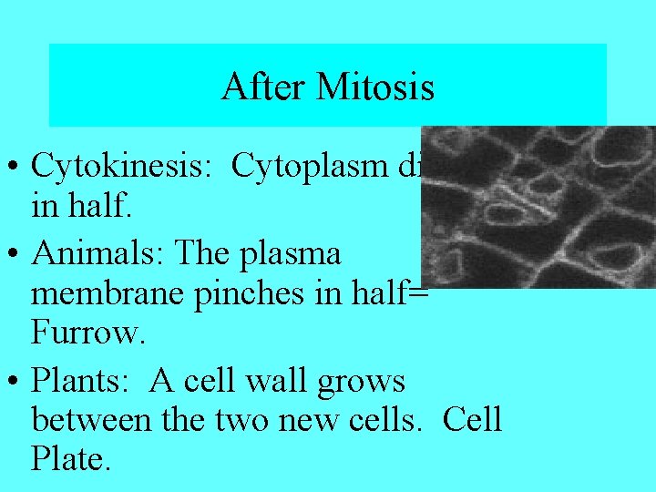 After Mitosis • Cytokinesis: Cytoplasm divides in half. • Animals: The plasma membrane pinches