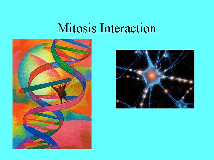 Mitosis Interaction 