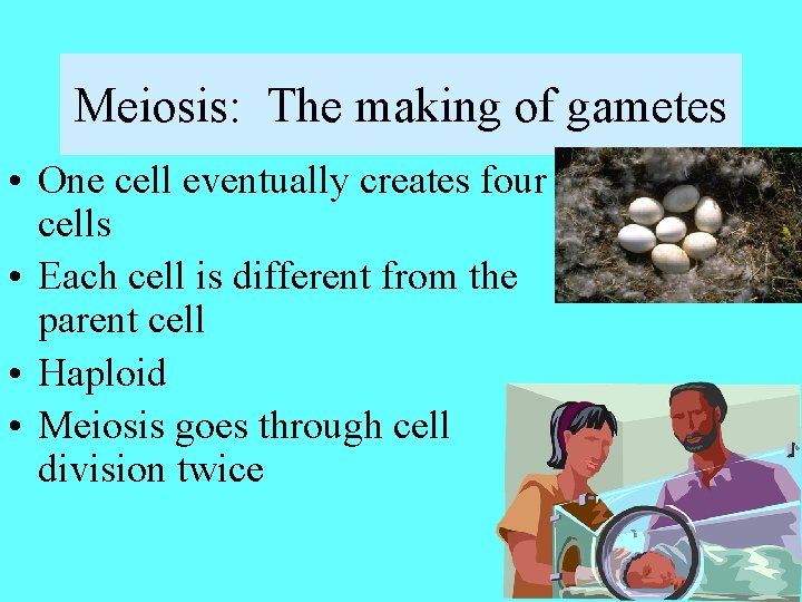 Meiosis: The making of gametes • One cell eventually creates four cells • Each